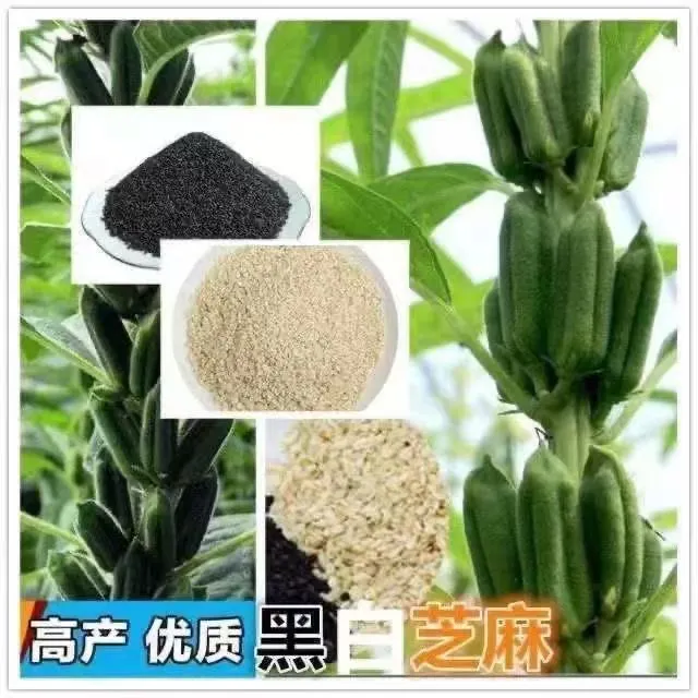 正品白芝麻种子耐高温高产原装黑芝麻种籽四季早熟蔬菜种孑大全