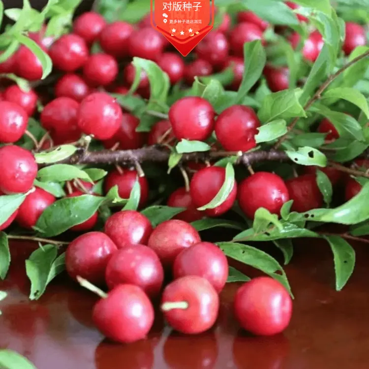 钙果种子家庭阳台四季种植盆栽