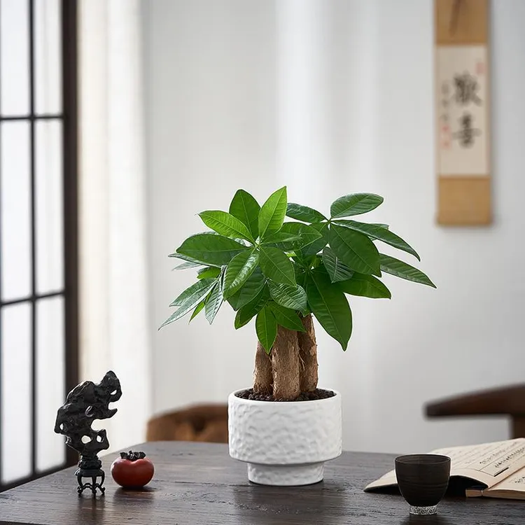 发财树盆栽室内招财植物办公室桌面净化空气四季常青耐阴好养绿植