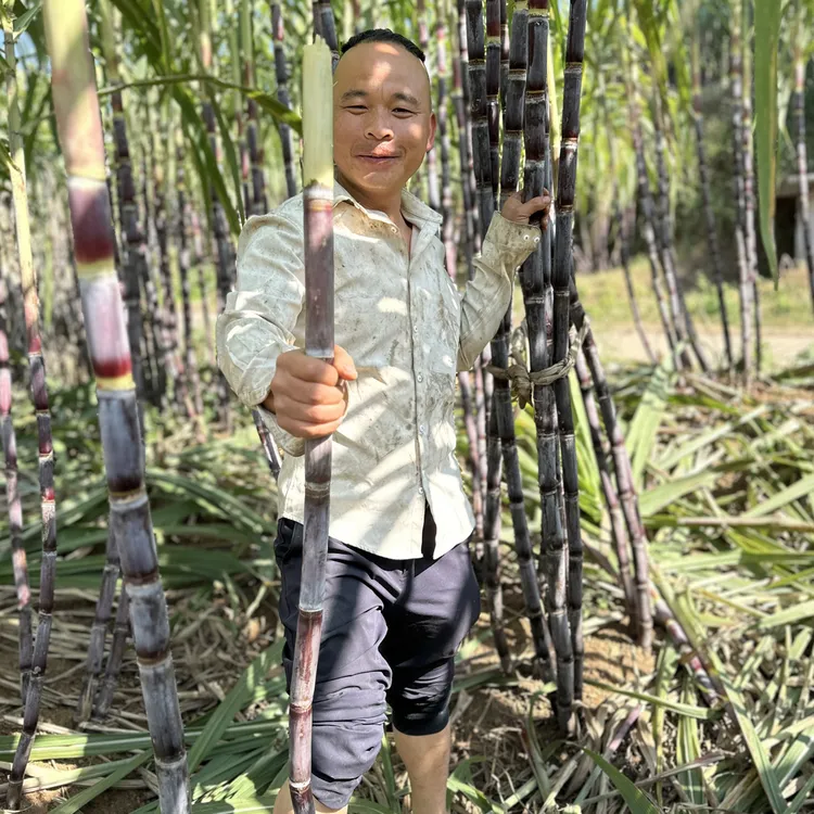 贵州发耳黑皮甘蔗脆甜多汁京东包邮