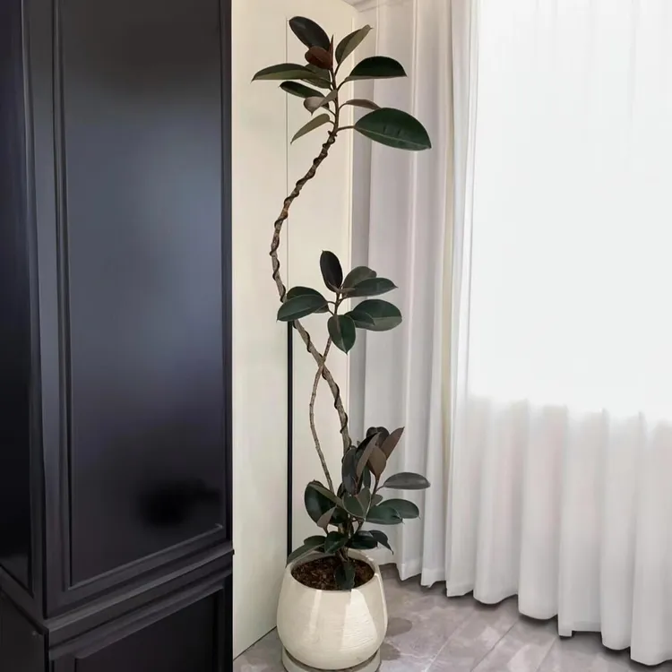 黑金刚橡皮树盆栽室内外四季常青净化空气好养活真绿植