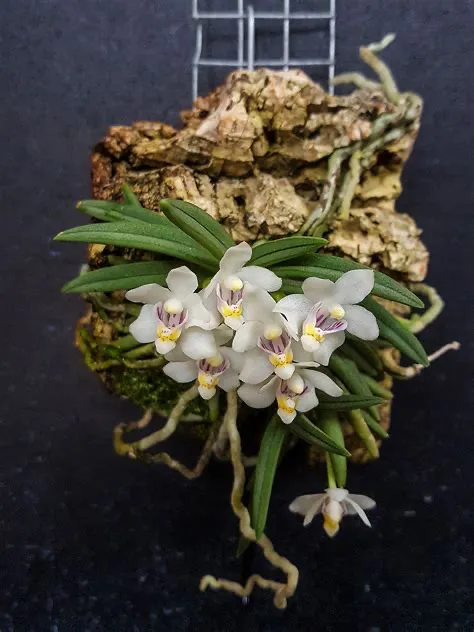 （3颗）小白鸽长足兰小型兰花，植物适合雨林缸，耐热