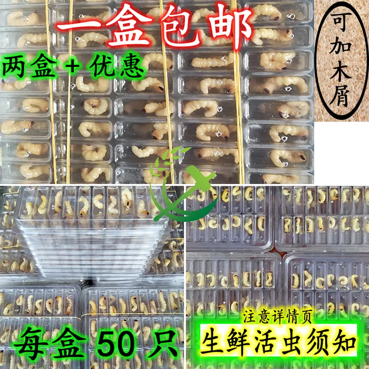 正宗小头柴虫活虫松树虫活虫鸟虫画眉鸟活体饲料提性壮膘催叫