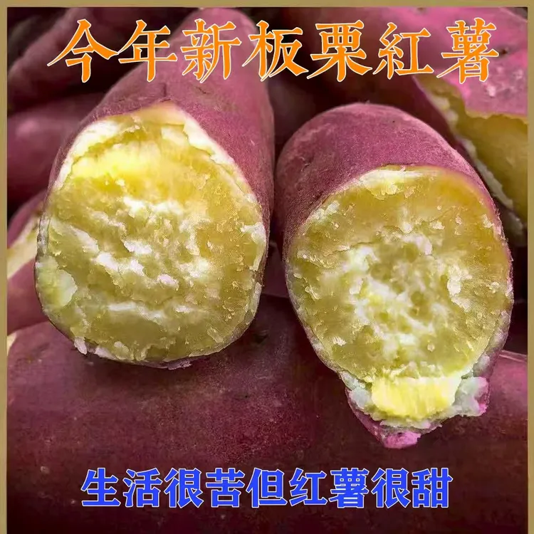 陕西正宗沙地板栗红薯地瓜红皮地瓜软糯香甜番薯糖心蜜薯现挖现发