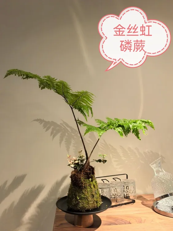 【一物一拍】金丝虹鳞蕨室内水培绿植（不含盆）