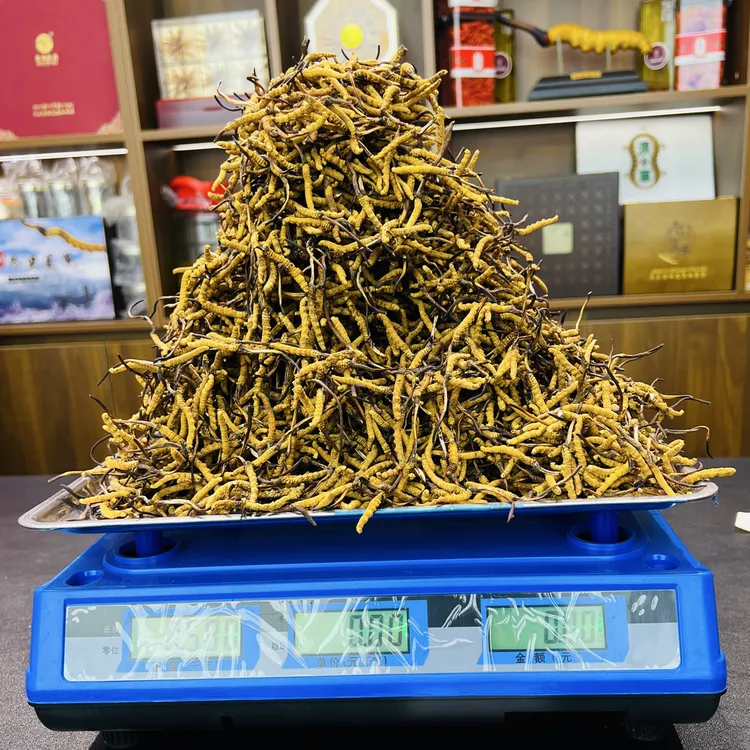 甄选正宗高海拔那曲小草自吃高性价比。非低海拔，非人工草约5根/克