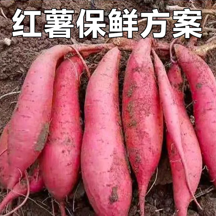 红薯保鲜方案防霉变腐烂有效阻止腐烂有机质有效防止霉变叶面肥