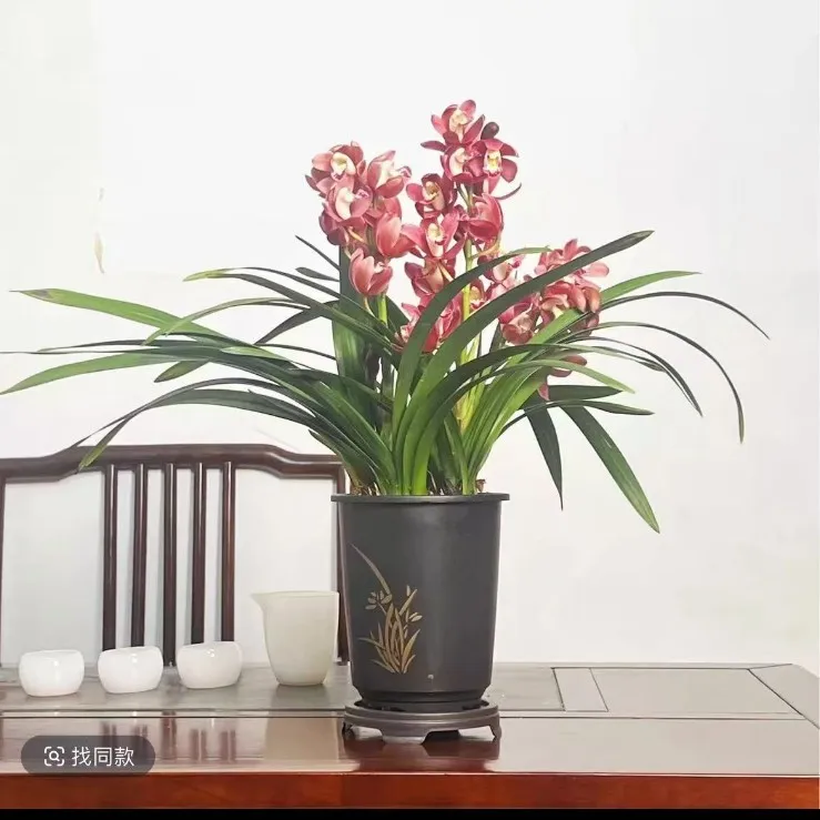 红宝石 建兰蕙兰浓香型兰花苗好养易活勤花勤芽