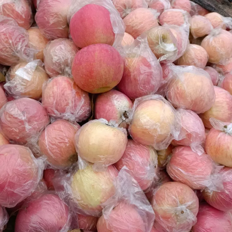 陕西早熟丑苹果，不好看，特别好吃，纯甜，脆甜可口，现摘现发