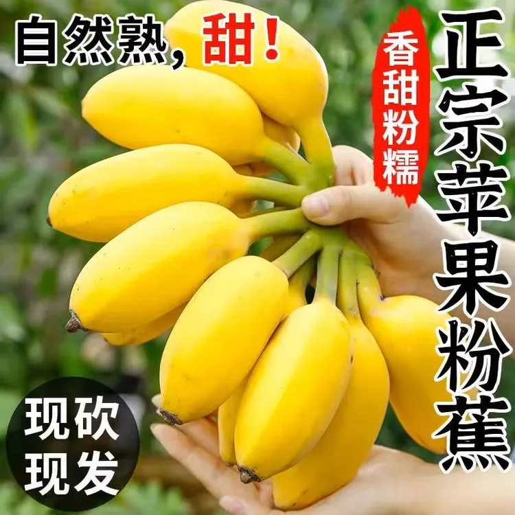 【正宗苹果蕉】现摘当季青果糯香甜薄皮新鲜孕妇水果青皮香蕉一整箱
