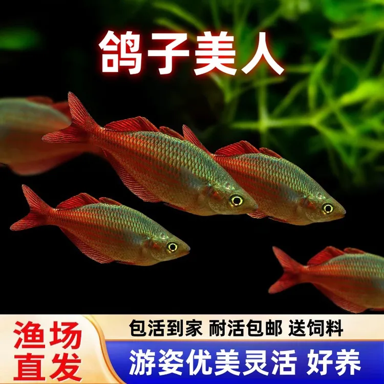 鸽子美人蓝精灵美人鱼热带淡水观赏灯科鱼活体