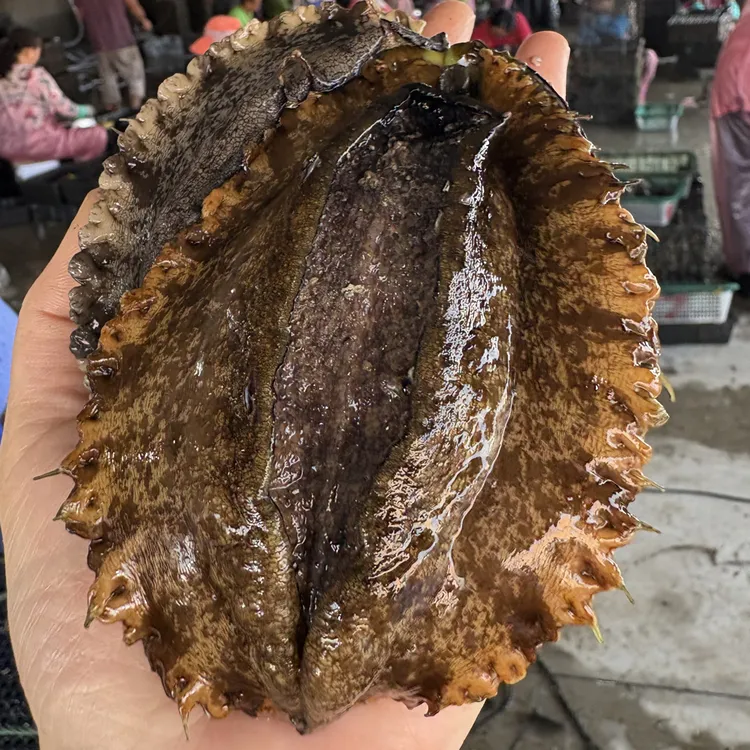 山东荣成鲜鲍鱼顺丰包邮发出