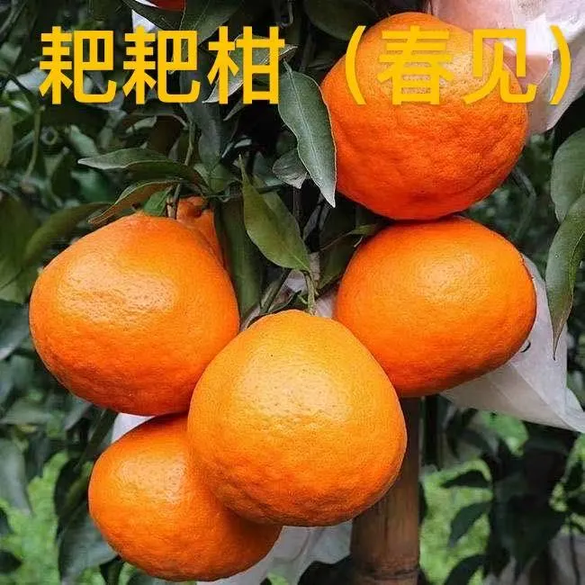 花园 庭院 早熟耙耙柑苗地栽盆栽