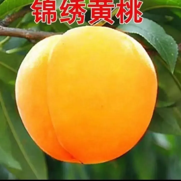 （桃树苗）锦绣黄桃水蜜桃血桃冬桃桃树苗盆栽地栽南北方种植