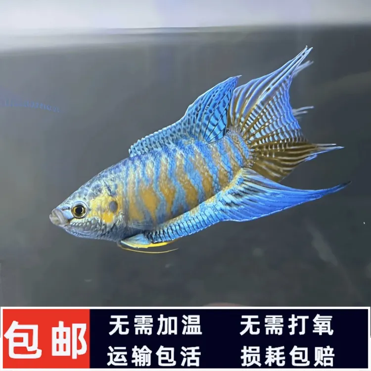 蓝叉斗鱼饲料精品耐活鱼苗观赏鱼小型淡水鱼灭蚊鱼混养活体饲养