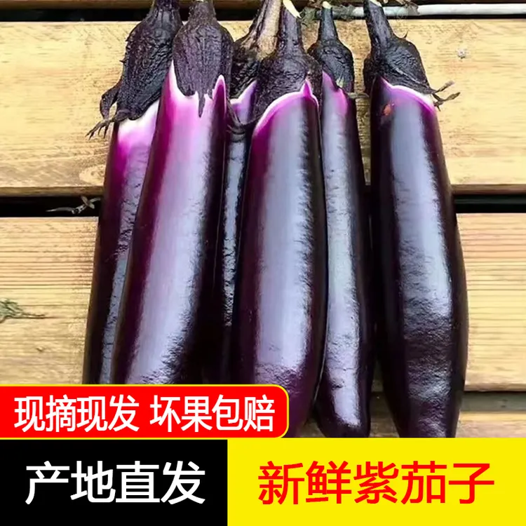 东北特产紫库茄子长线茄子鲜嫩新鲜现摘现发绿色农产品3/5斤包邮
