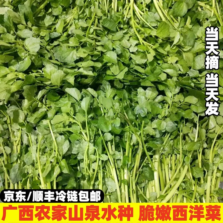 【顺丰】广西西洋菜山泉水种脆嫩农家豆瓣菜水菠菜可煲汤涮火锅