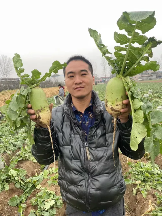 河南露天沙地青萝卜荠菜霜打老品箩卜新鲜箩卜现挖先发应季蔬菜