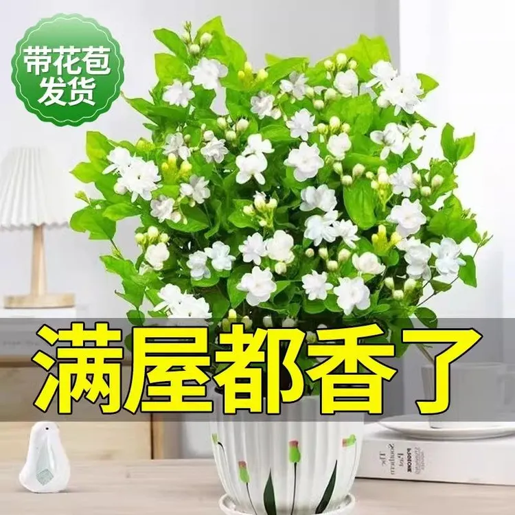 茉莉花盆栽带花苞九里香老桩水培栀子花卉绿植物室内四季茉莉花苗
