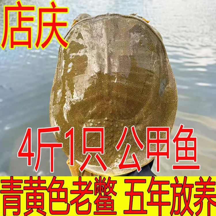 青黄色 公甲鱼4斤1只 黄油鲜活甲鱼外塘散养生态鳖水鱼团鱼王八