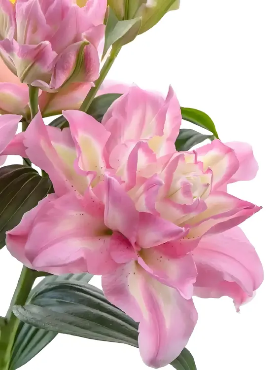 【幸运天使】重瓣香水百合种球