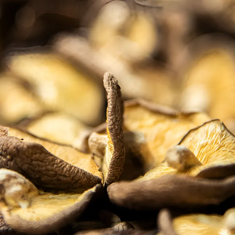 体验装马桑菌10g装（一只鸡）