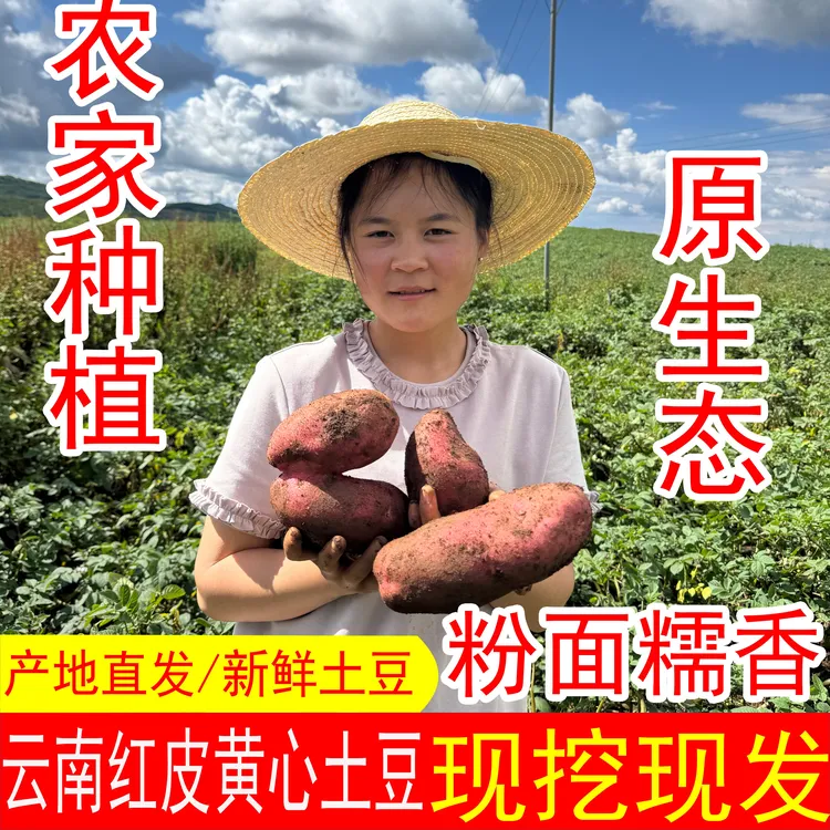 云南红皮黄心小土豆烤吃煮吃新鲜现挖高山种植粉糯香9斤5斤