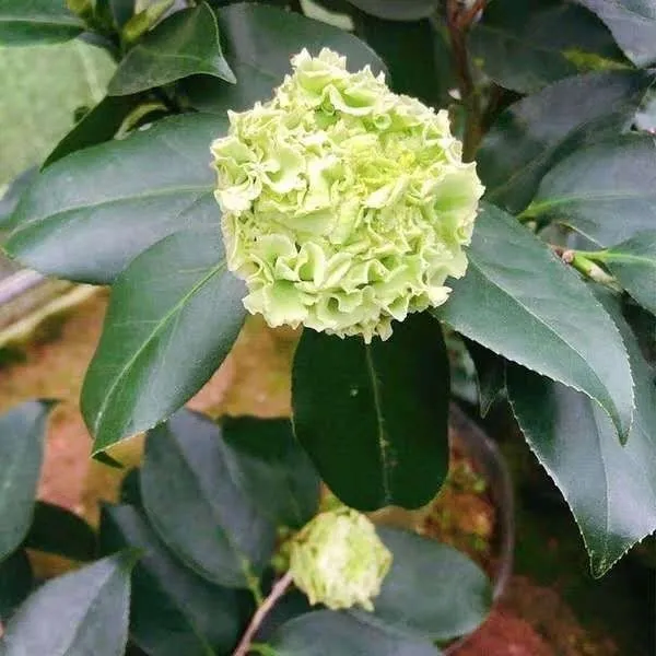绿可娜茶花盆栽珍稀品种带花苞室内外耐寒耐热花卉绿植
