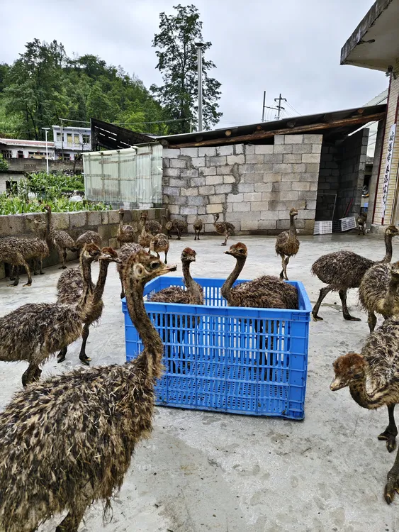 顺丰发货打包收纳筐蓝色