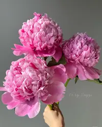 【 现货蓝富士.芍药】芍药鲜花观赏室内插花