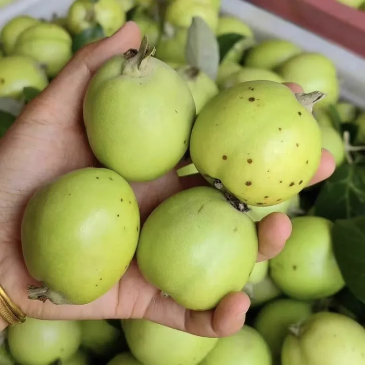 澜沧糯扎渡嫁接多依果云南特产酸苹果渣子果