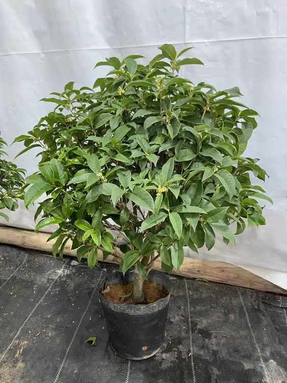 矮胖盆景桂花树苗盆栽浓香型室内外浓香型客厅阳台庭院绿植花卉