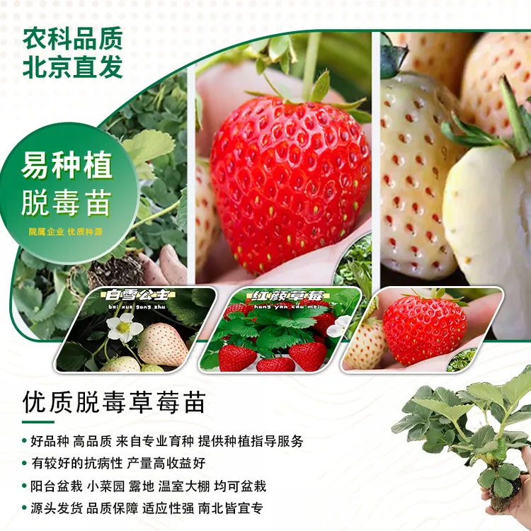 【北京农科院草莓苗】红颜草莓种苗阳台草莓苗盆栽二代脱毒母苗