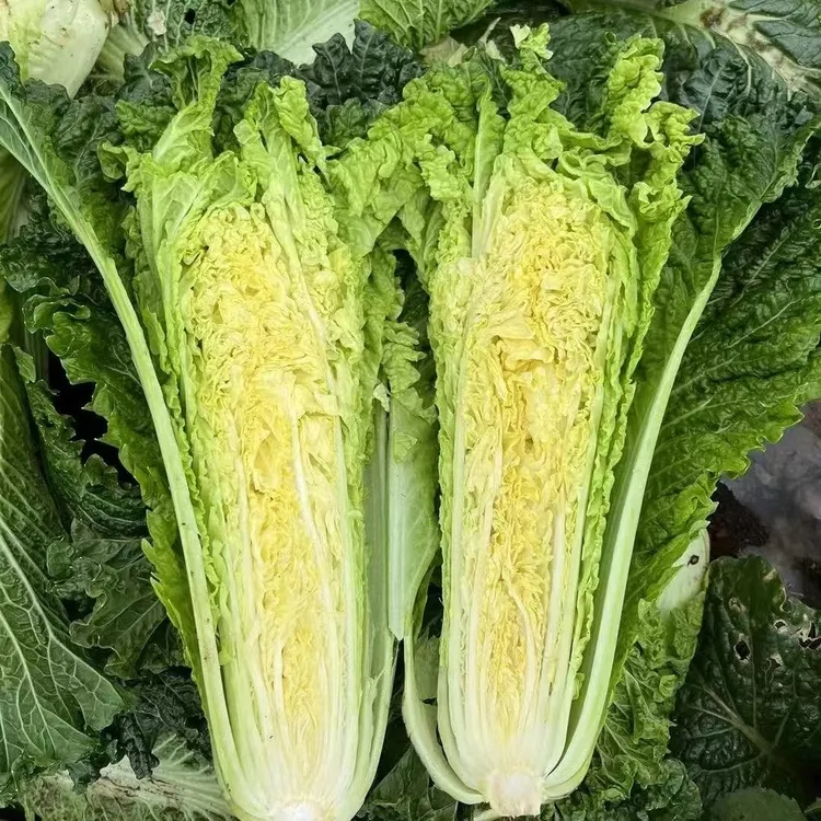 贵州高山露天种植青口白菜现砍现发新鲜包邮到家