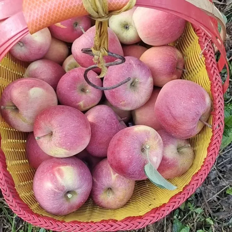 云南昭通苹果2001新鲜上市，脆甜多汁，现摘现发。