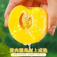 云南石林人参果树熟现摘黄肉圆果新鲜水果单果80g+带箱5斤15-28个