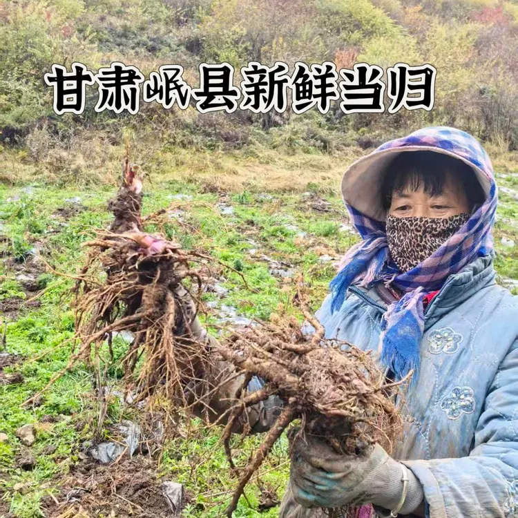 甘肃岷县自家种植新鲜当归带土发货