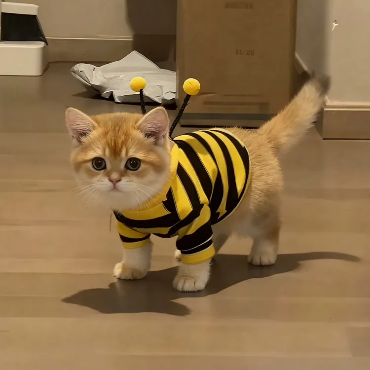 猫咪衣服秋冬款蜜蜂装金渐层布偶英短蓝猫小型犬宠物保暖狗狗卫衣