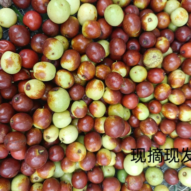 大名山纯野生酸枣即食泡茶孕妇解馋手摘现发新鲜应季水果