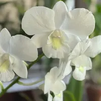 老品种白雪公主（绿翡翠）白色大花耐热室内阳台植物 云南鲜花绿植