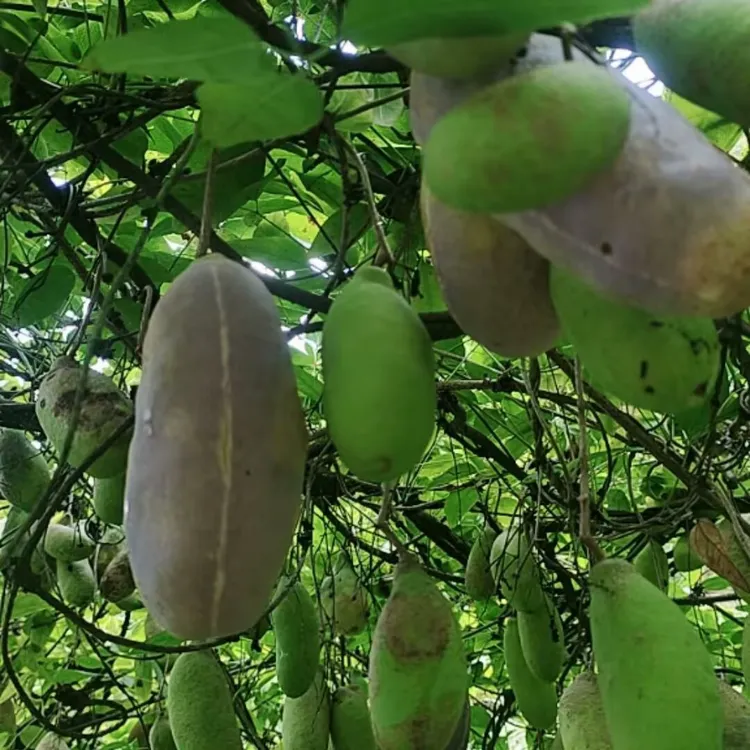 贵州原生态八月瓜