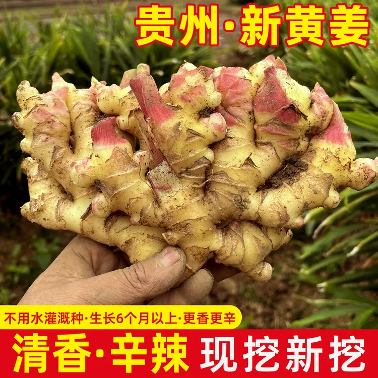 贵州农家鲜黄姜 二非小黄姜新鲜现挖现发辛辣十足月子姜煲汤调味