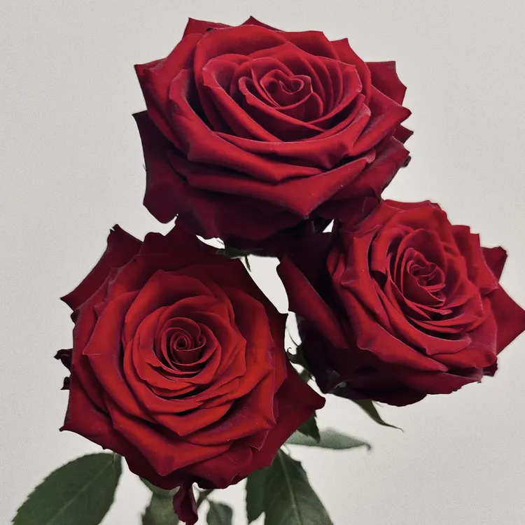 无刺红色【探险家】高杯切花 2加仑根接苗土球发货 云南发货