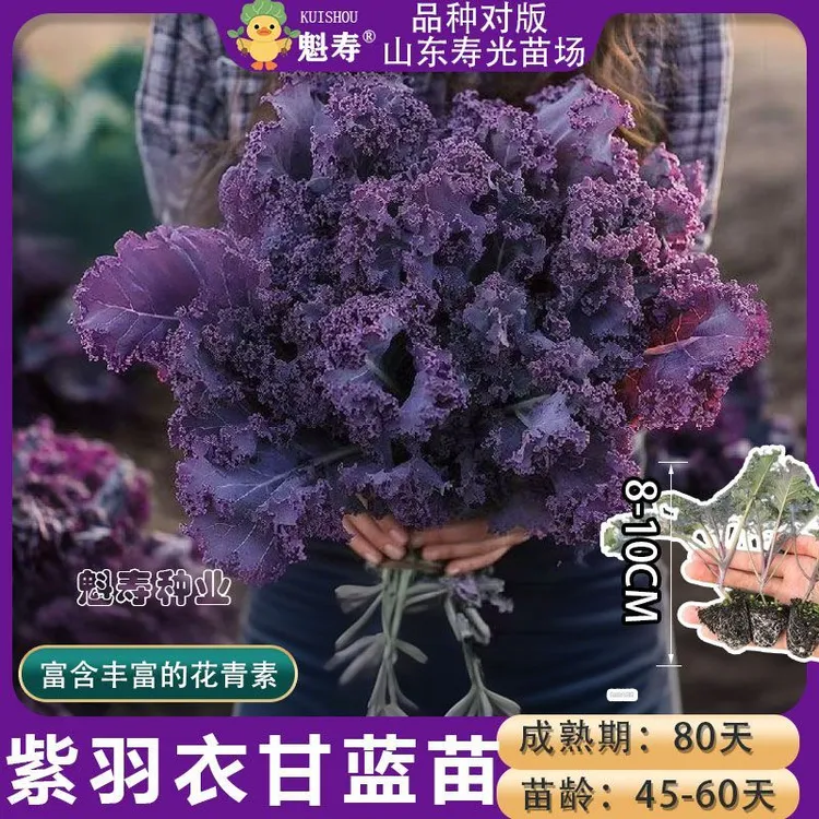 对版可食用羽衣甘蓝绿羽衣甘蓝苗蔬菜苗耐寒四季盆栽庭院