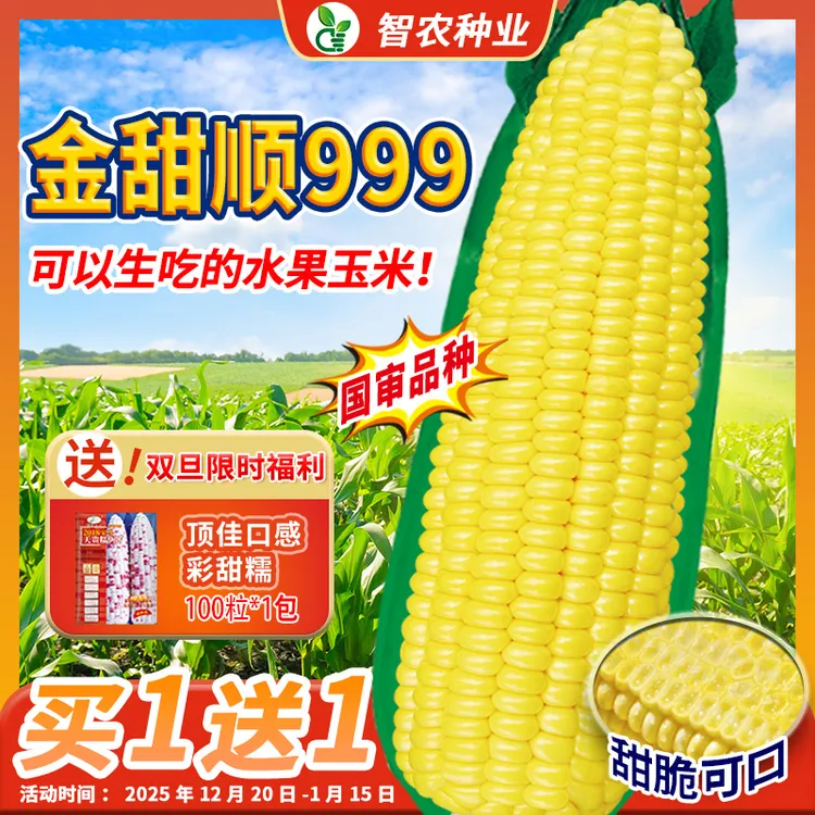 金甜顺999超甜水果玉米种子生吃甜苞米种籽四季高产大棒