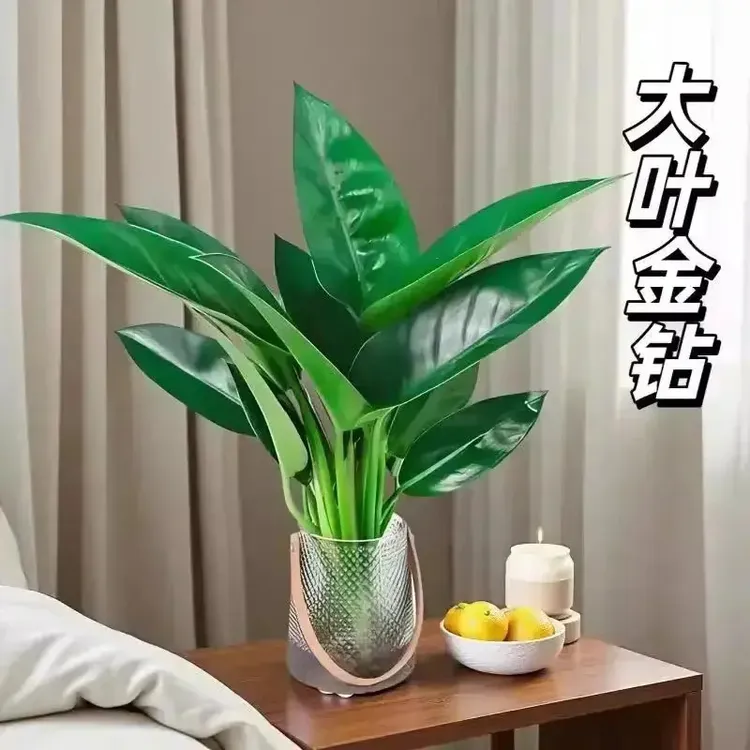 水培植物钻盆栽大叶绿公主室内好养净化空气绿萝阳台水养绿植商品图
