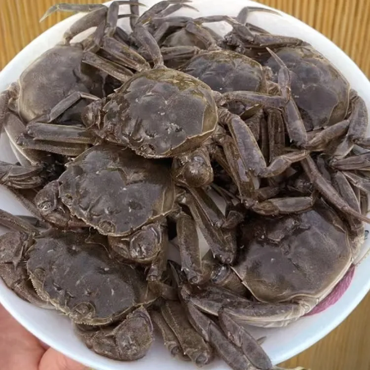 【活蟹】盘锦河蟹稻田蟹1两母（0.8-1两）20只一箱约2斤左右不肥包赔