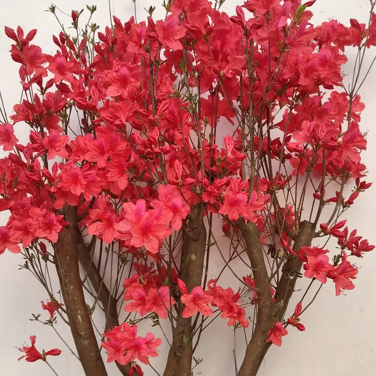 映山红杜鹃老桩树苗