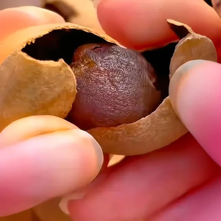 可为【AA大果桂圆干龙眼干】新果壳薄肉厚软糯香泡茶煲汤零食补气血