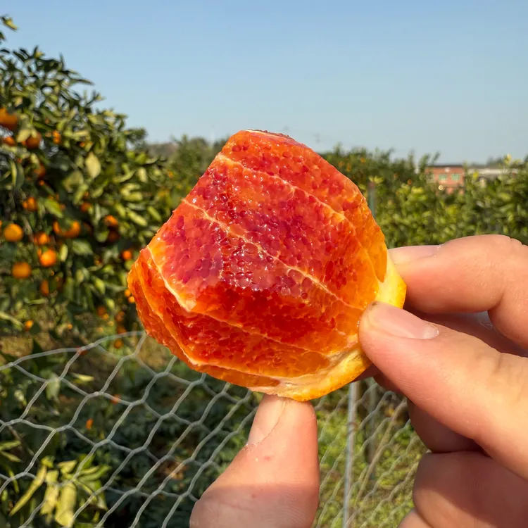 正宗万州玫瑰香橙塔罗科血橙当季新鲜水果现摘果冻橙薄皮爆甜多汁